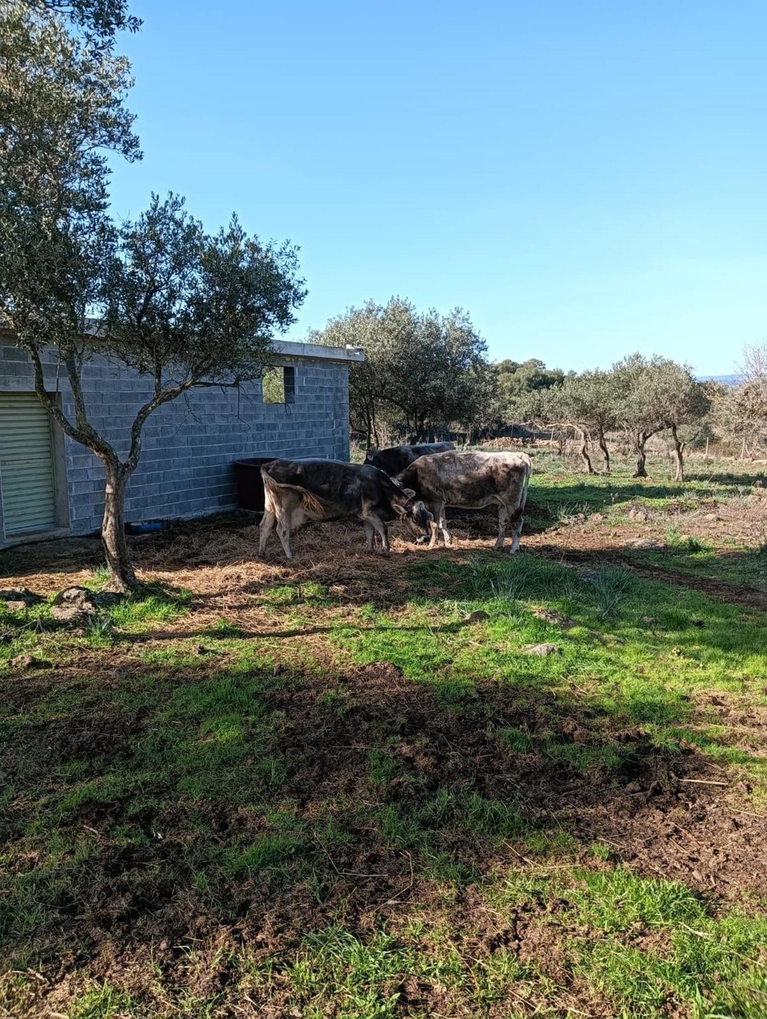 Farmhouse La Croisette - Agriturismo Dorgali Exteriör bild