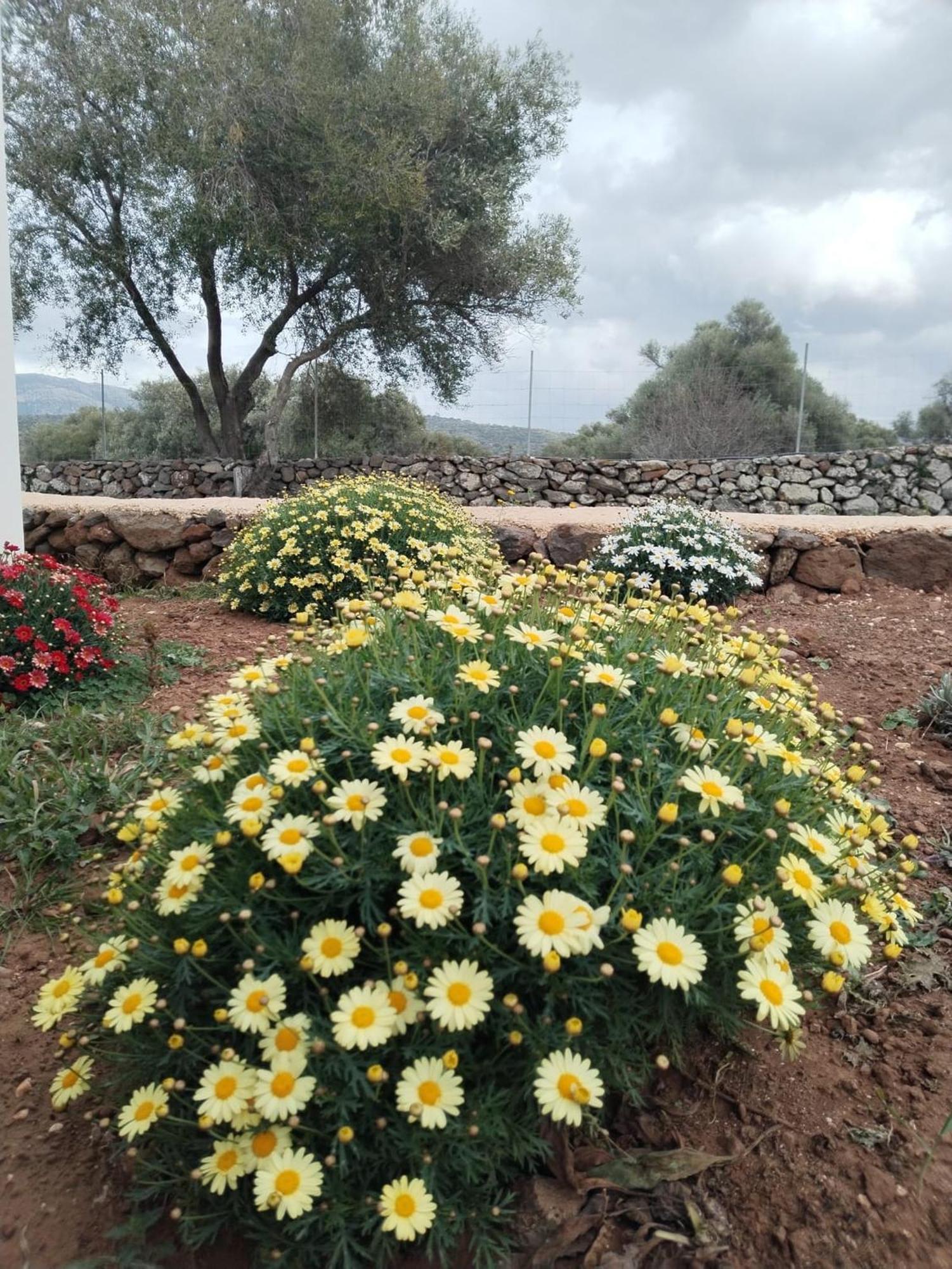 Farmhouse La Croisette - Agriturismo Dorgali Exteriör bild