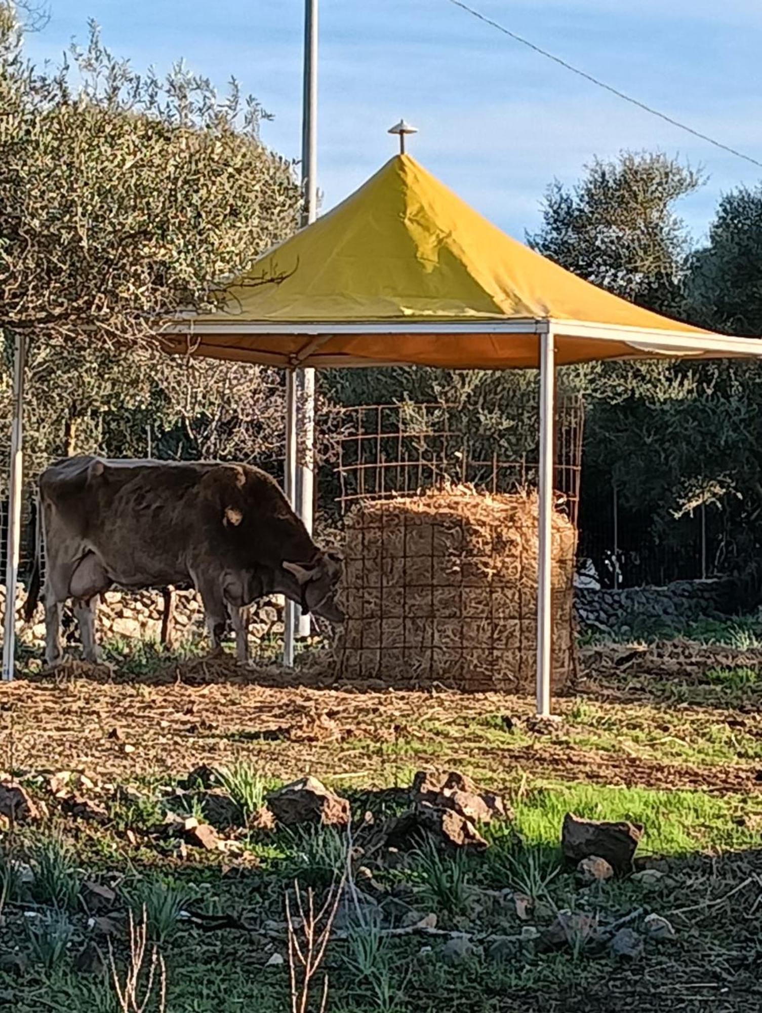 Farmhouse La Croisette - Agriturismo Dorgali Exteriör bild